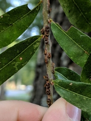 Kokkocynips difficilis