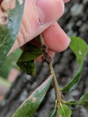 Kokkocynips difficilis