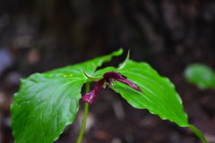 Trillium erectum erectum