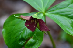 Trillium erectum erectum