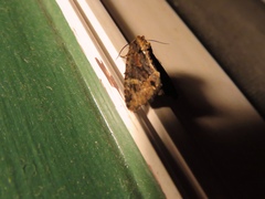 Phosphila turbulenta