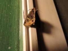 Phosphila turbulenta