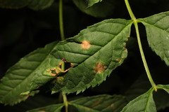Dasineura fraxinea