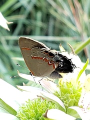Calycopis cecrops