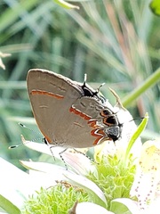 Calycopis cecrops