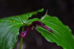 Trillium erectum erectum