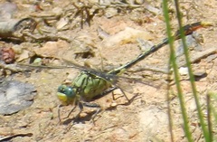 Arigomphus villosipes