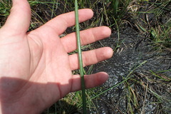 Eleocharis equisetoides