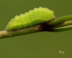Celastrina neglecta