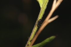 Uroleucon jaceae