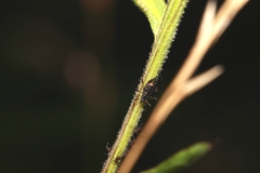 Uroleucon jaceae