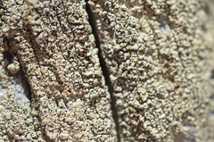 Pycnora praestabilis