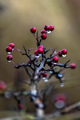 Crataegus
