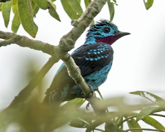 Cotinga cayana