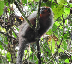 Plecturocebus ornatus