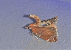 Eulithis molliculata