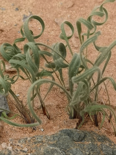 Babiana namaquensis