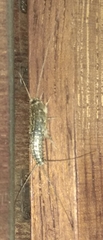 Ctenolepisma lineatum