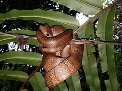 Dipsas sanctijoannis