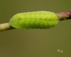 Celastrina neglecta