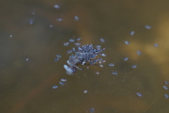 Gerromorpha