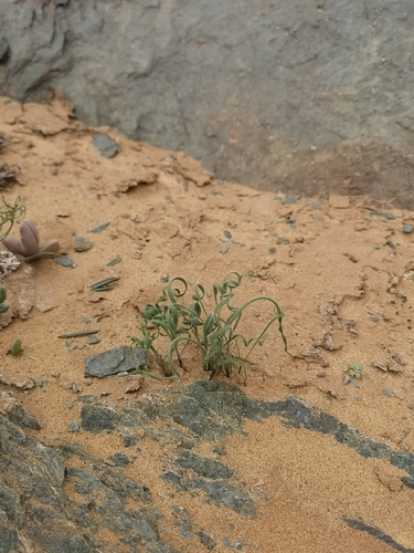 Babiana namaquensis