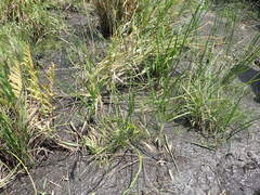 Eleocharis equisetoides