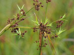 Scirpus georgianus