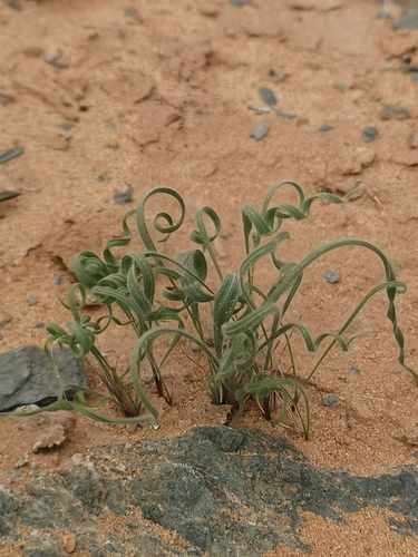 Babiana namaquensis