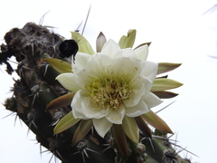 Harrisia tetracantha