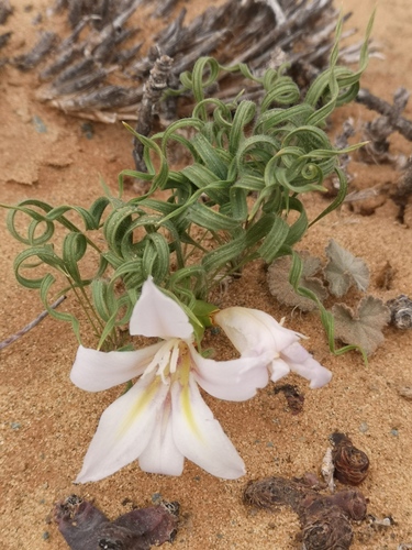 Babiana namaquensis