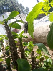 Arachnis dilecta