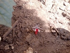Arachnis dilecta