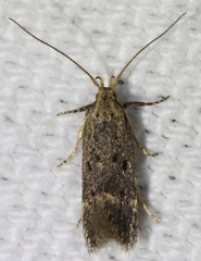 Neodactylota