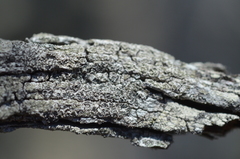 Buellia griseovirens