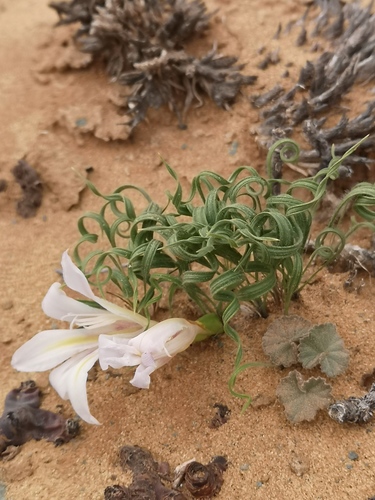 Babiana namaquensis