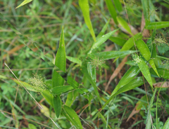 Dichanthelium polyanthes