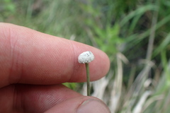 Eriocaulon texense