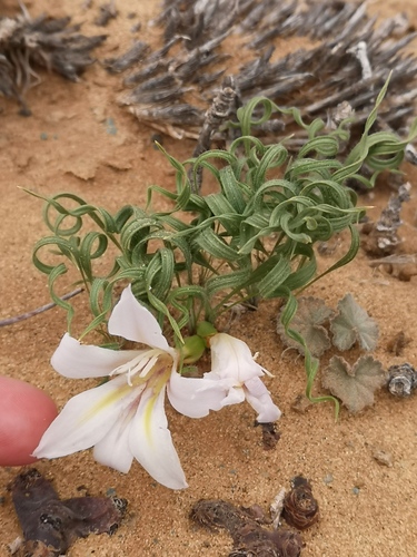 Babiana namaquensis