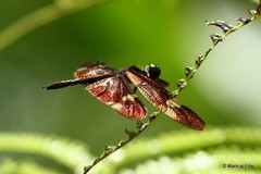 Rhyothemis princeps