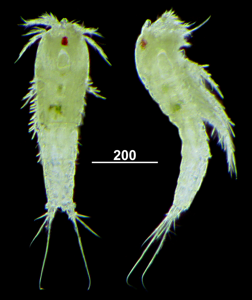 Stenheliinae