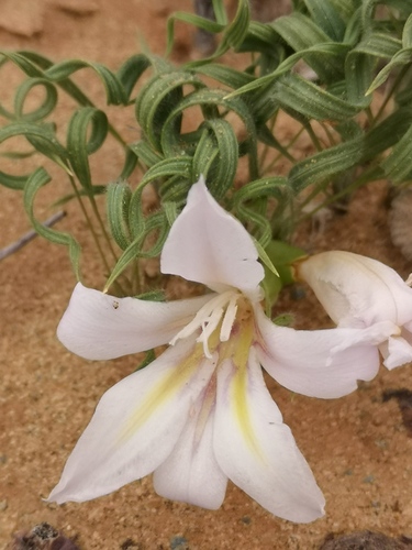 Namaqua Bobbejaantjie (Babiana namaquensis)
