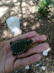 Trachemys venusta iversoni