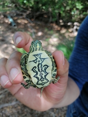 Trachemys venusta iversoni