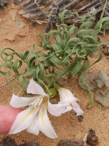 Babiana namaquensis
