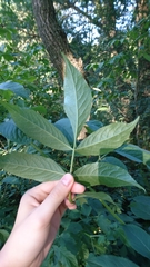 Sambucus nigra