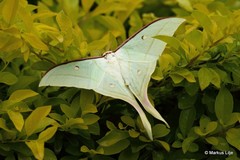 Actias selene