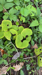Asarum canadense