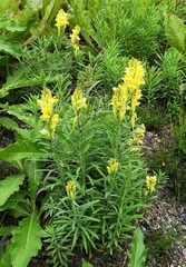 Linaria vulgaris