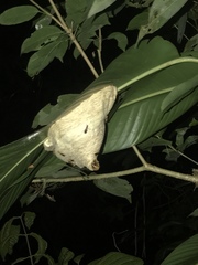 Angiopolybia